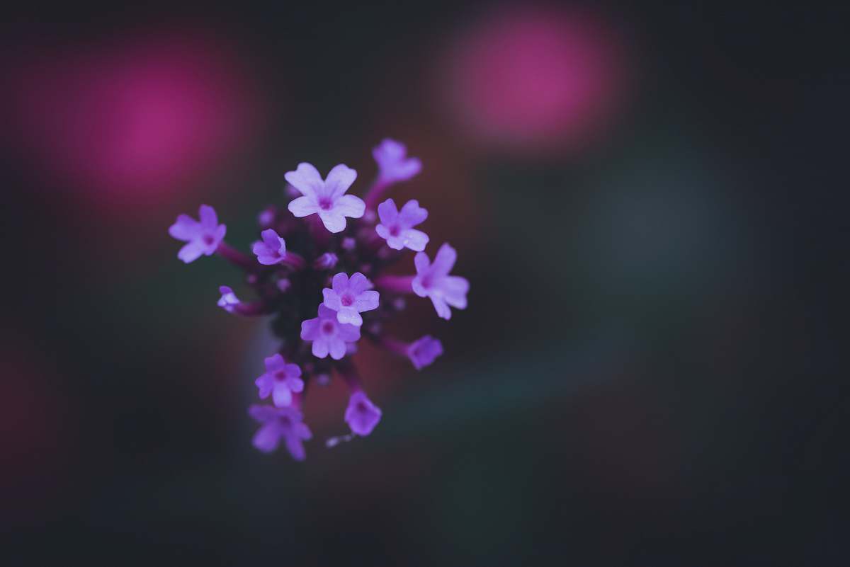 prospect house & garden purple petaled flower princeton